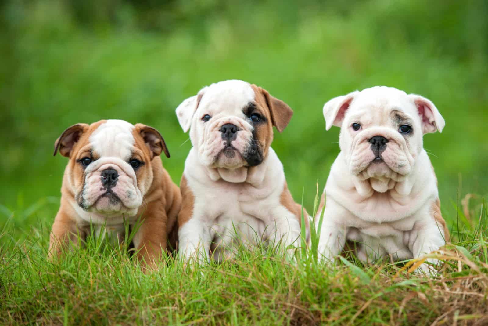 Three english bulldog puppies sitting on the grass