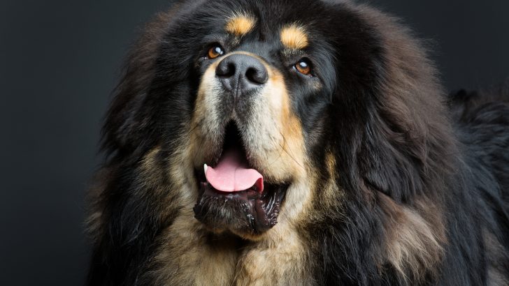 Tibetan Mastiff Price: Can Dogs Really Be That Expensive?