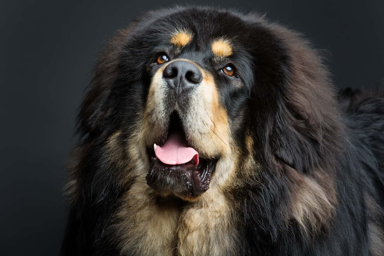 portrait of a tibetan mastiff