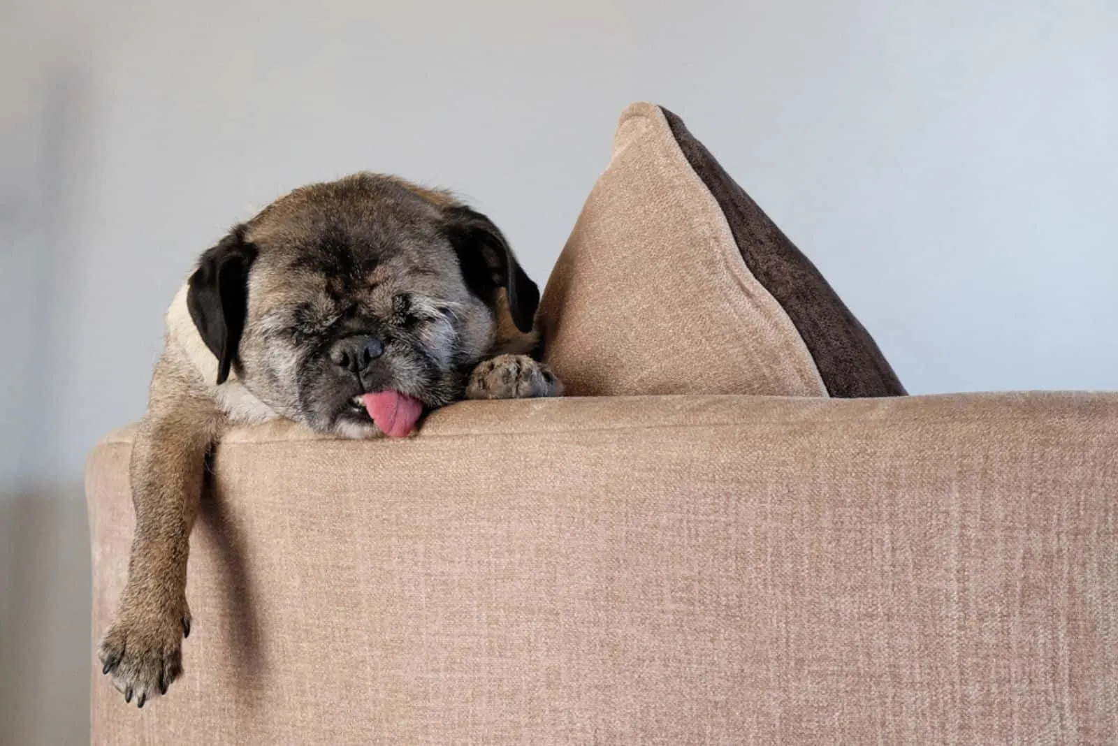 Tired Pug dog asleep on beige sofa