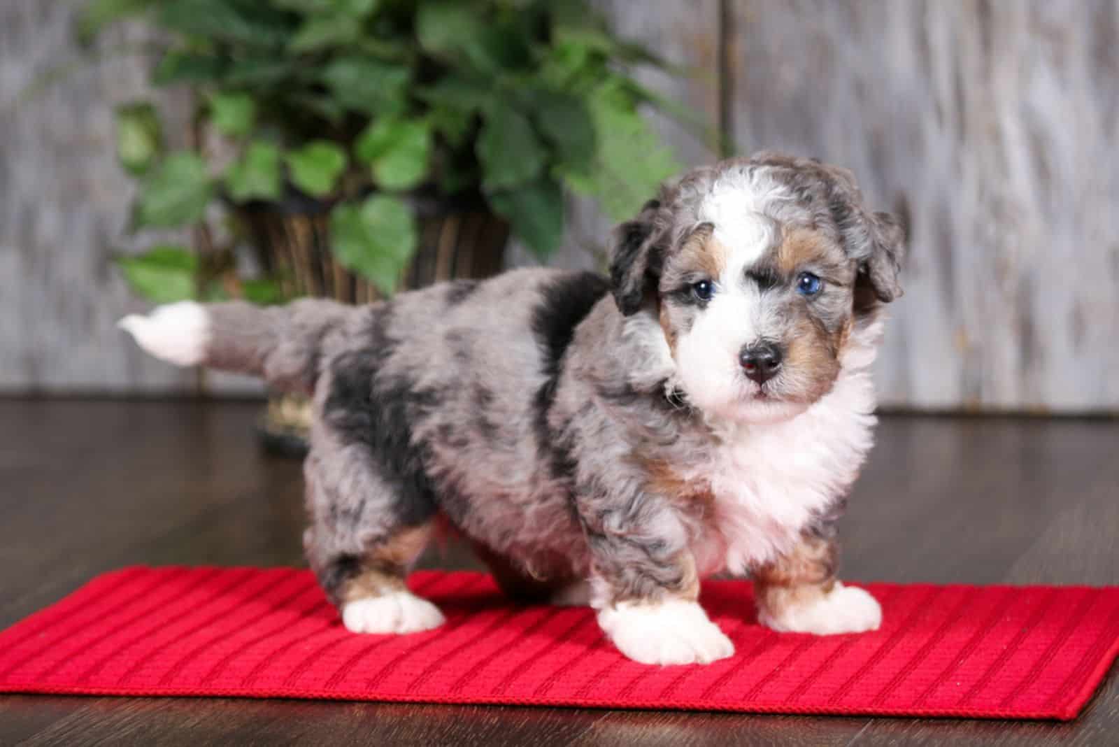 cute bernedoodle puppy