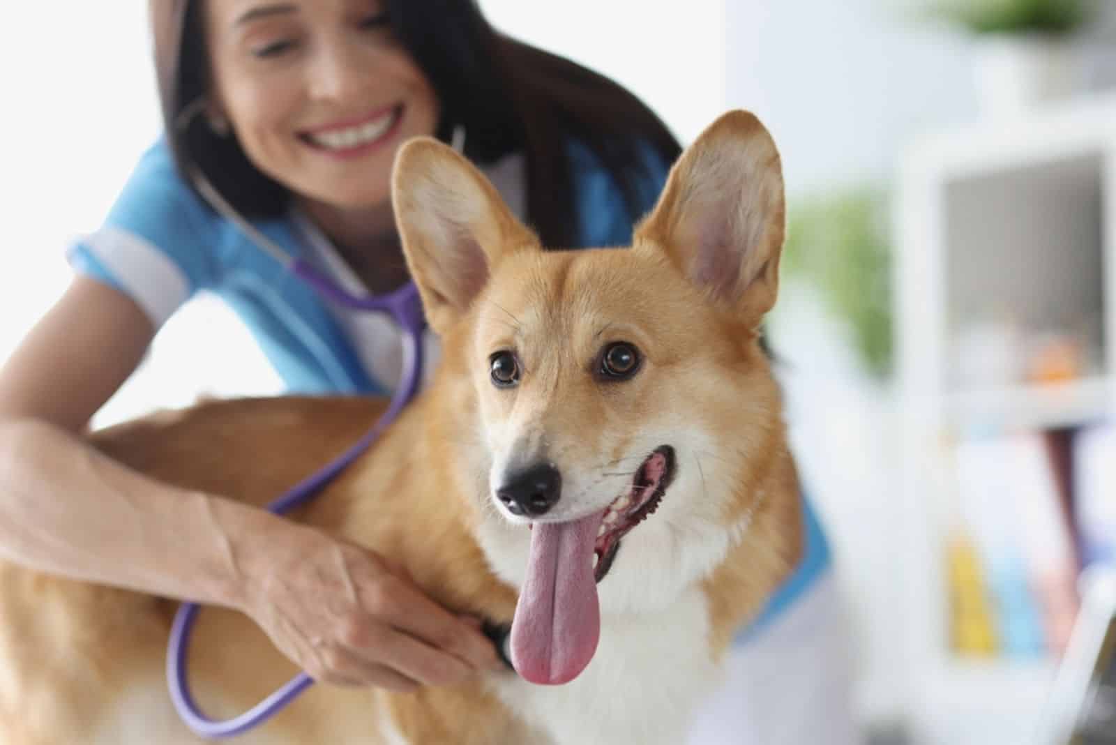 Veterinarian and puppy in veterinary clinic undergoing medical examination