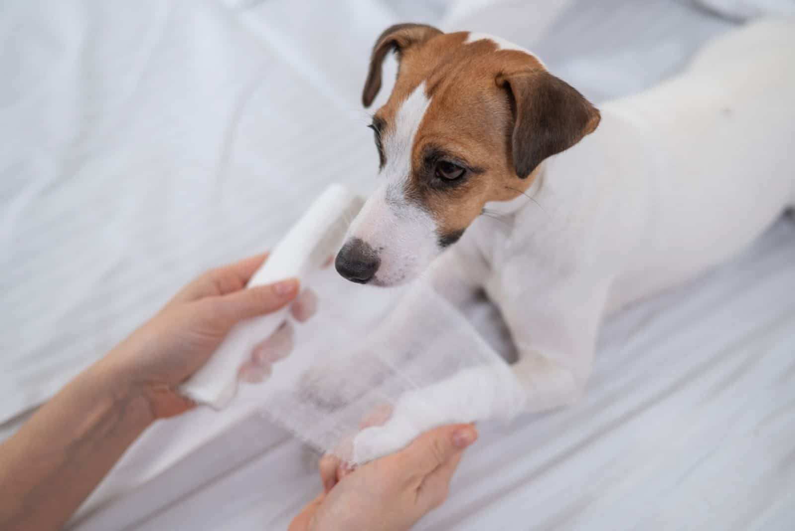 Veterinarian bandaging the paw of a Jack Russell Terrier dog