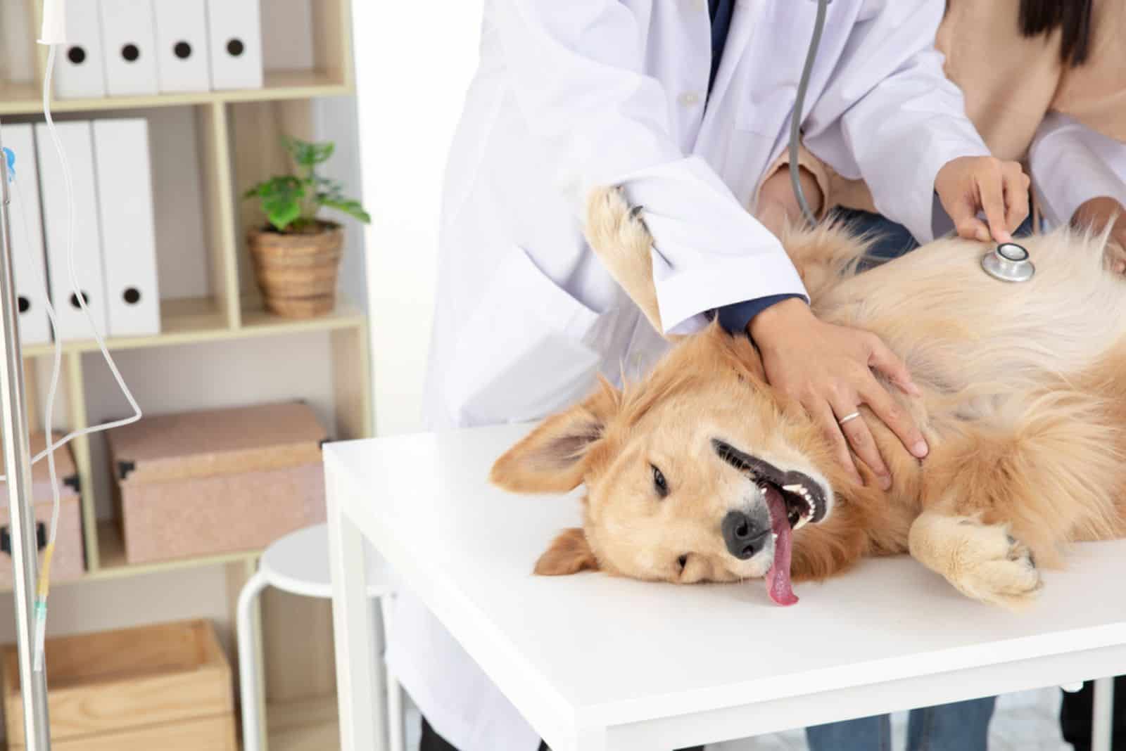 Veterinarian doctor and Golden Retriever at vet ambulance