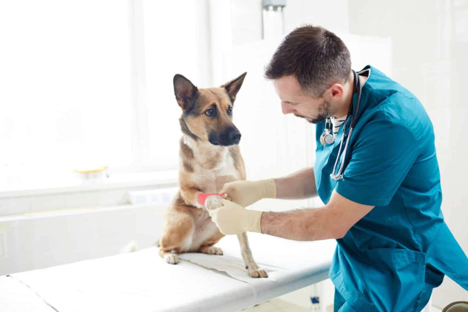 Veterinarian putting bandage on paw of german shepherd in clinics