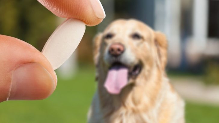 Vetmedin Killed My Dog, But The Truth Is Not That Simple