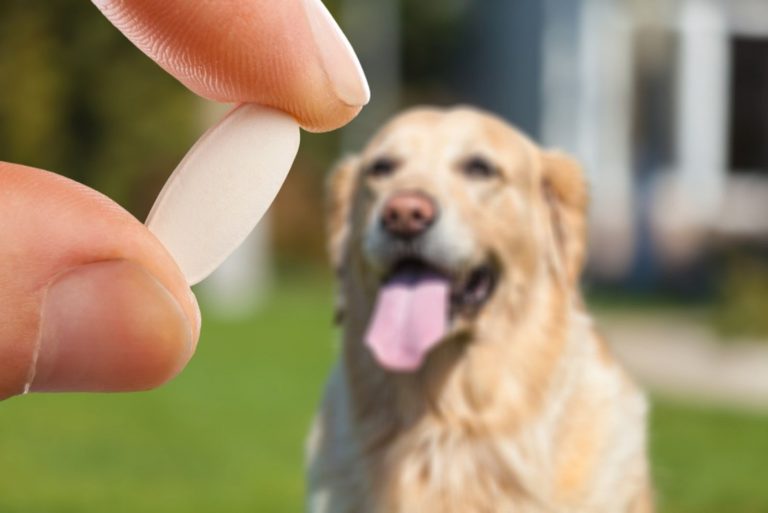man holding a pill while dog sits in background