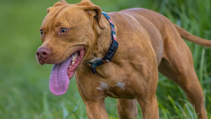 Vizsla Pitbull Mix: Will This Pooch Be The One For You?