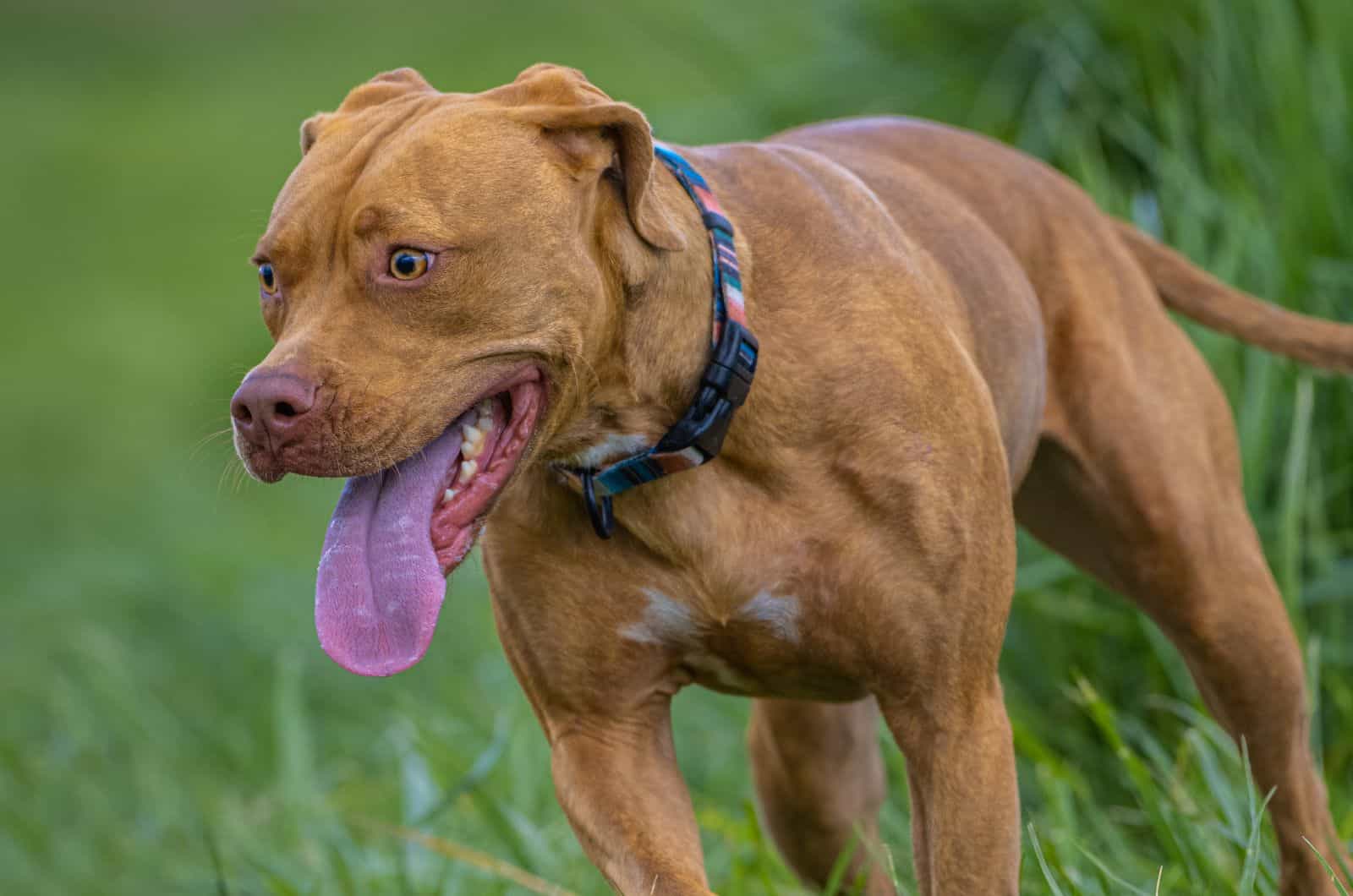 close shot Vizsla Pitbull Mix