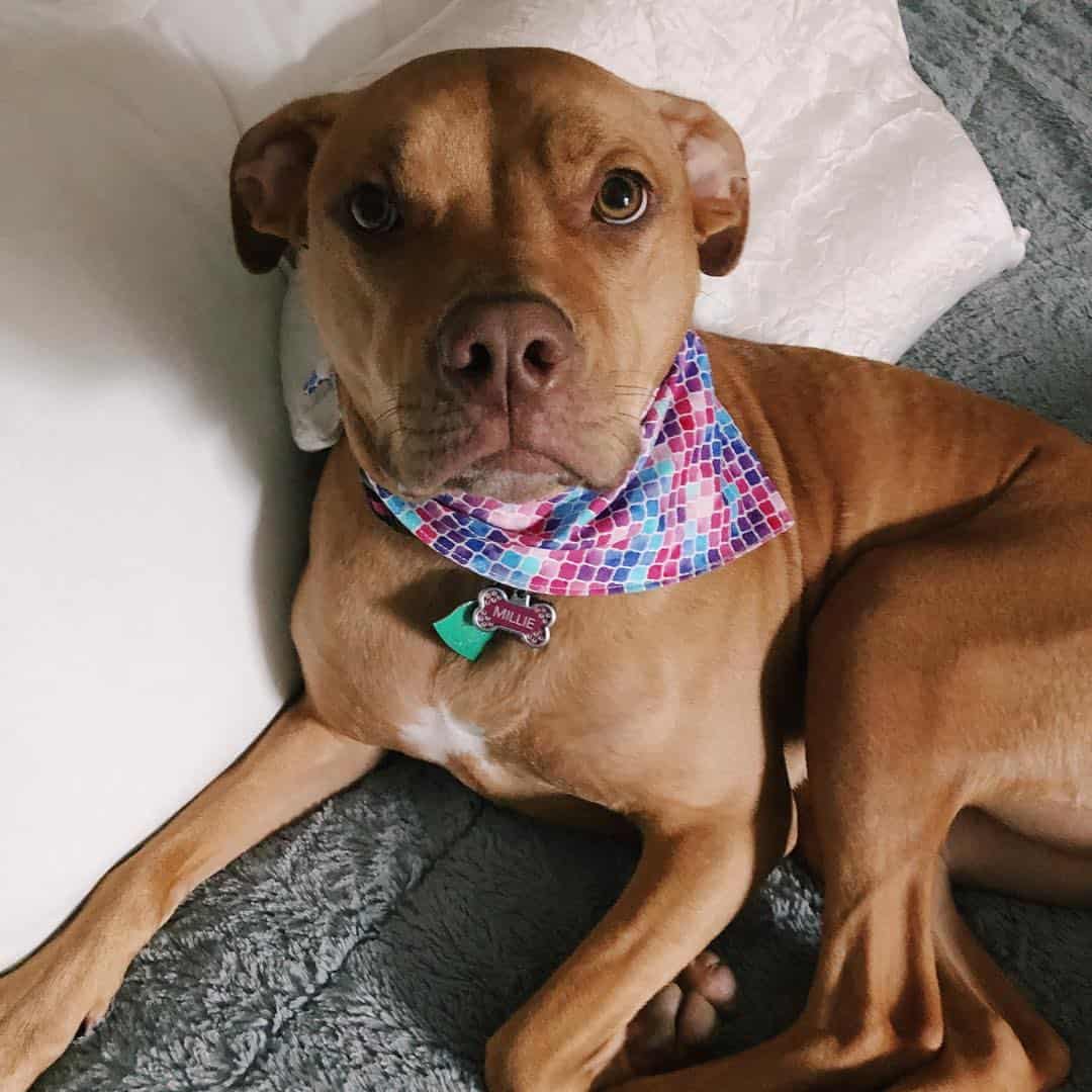 Vizsla Pitbull mix looking up