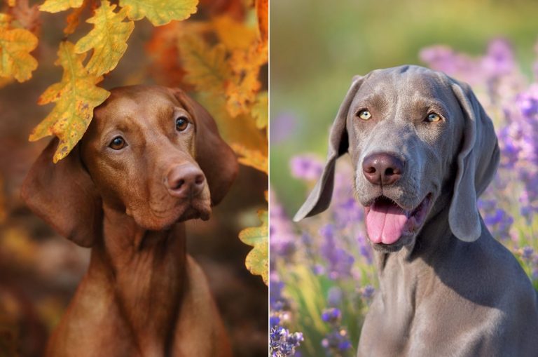 vizsla vs weimaraner