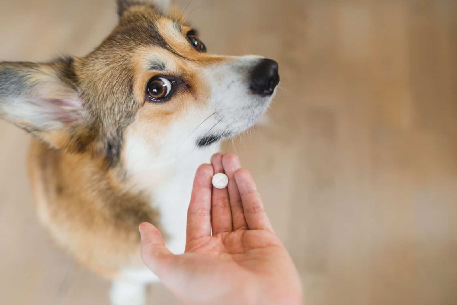 Welsh corgi pembroke sick dog receiving a medifaction in a pill