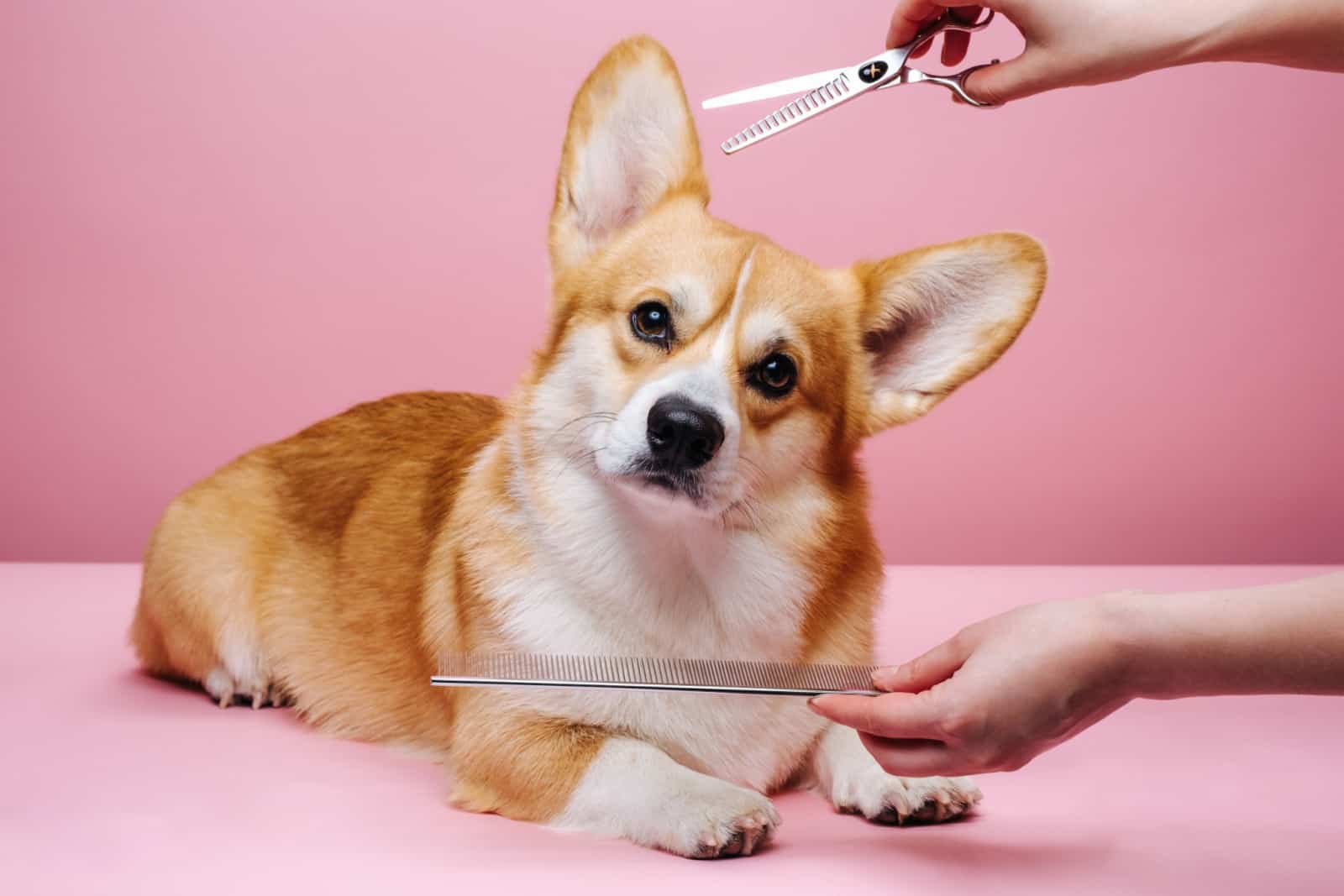 Welsh corgi with hands of groomer at pink background