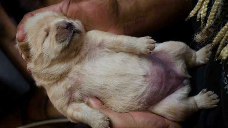 What Does A Normal Puppy Belly Look Like? 4 Ways To Tell