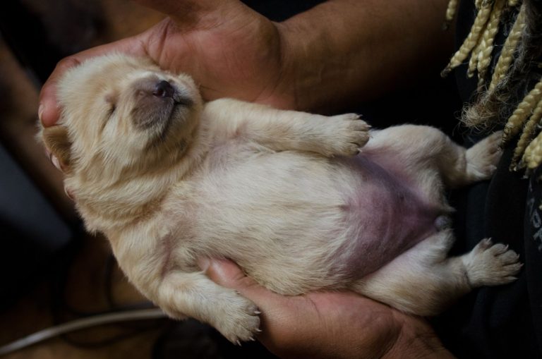 owner holding a puppy in his hands