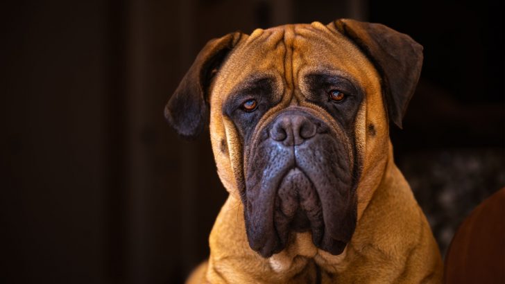 What You Need To Know About The Bullmastiff Feeding Chart