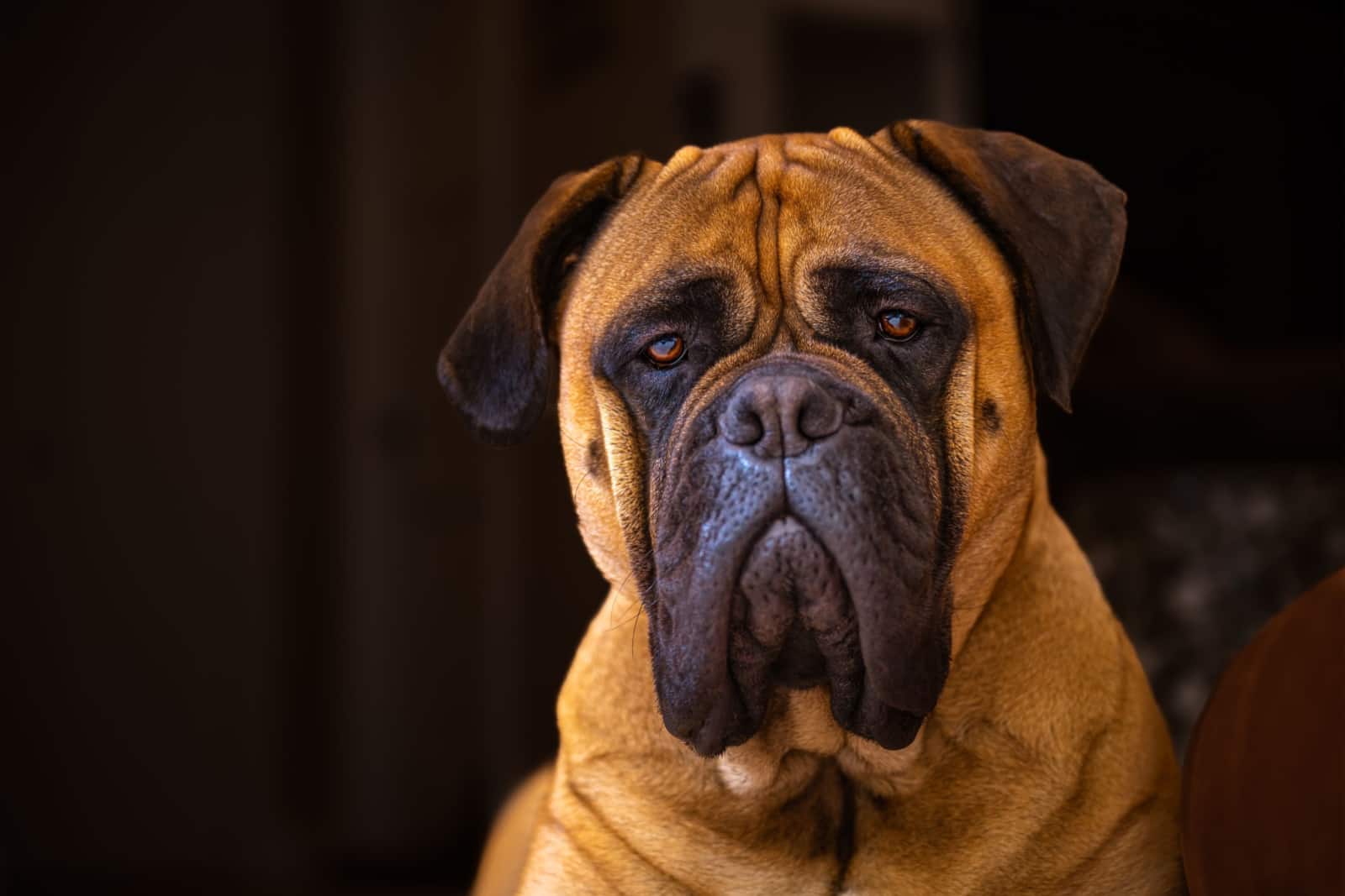 bullmastiff portrait