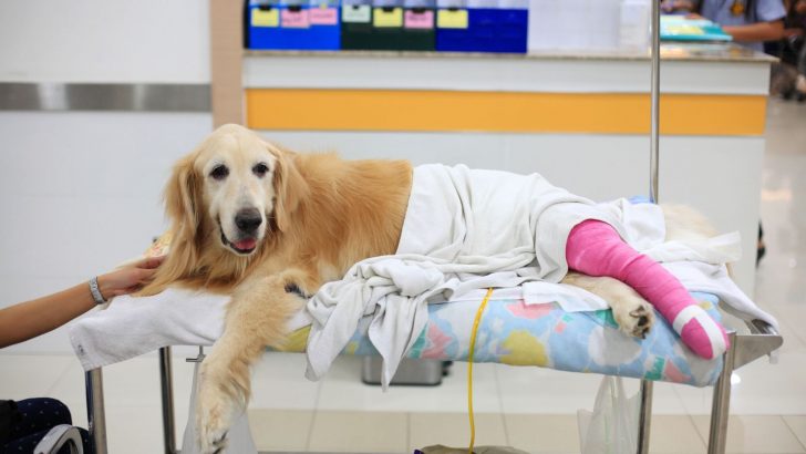 When To Put A Dog Down With Torn ACL? 10 Factors To Consider