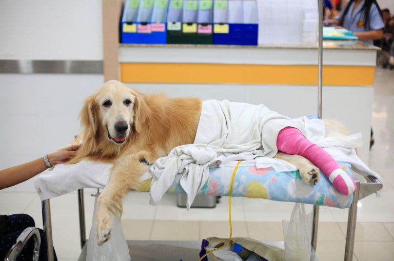 dog with hurt leg lying at vet's table