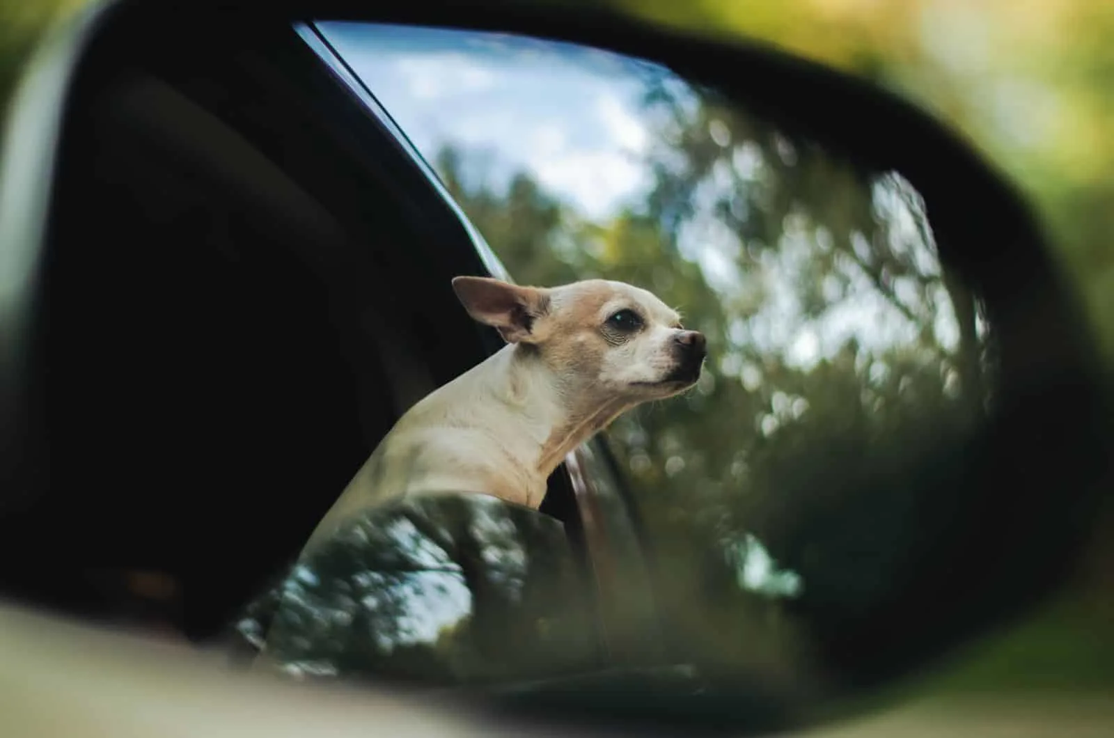 Whippet Chihuahua Mix in car