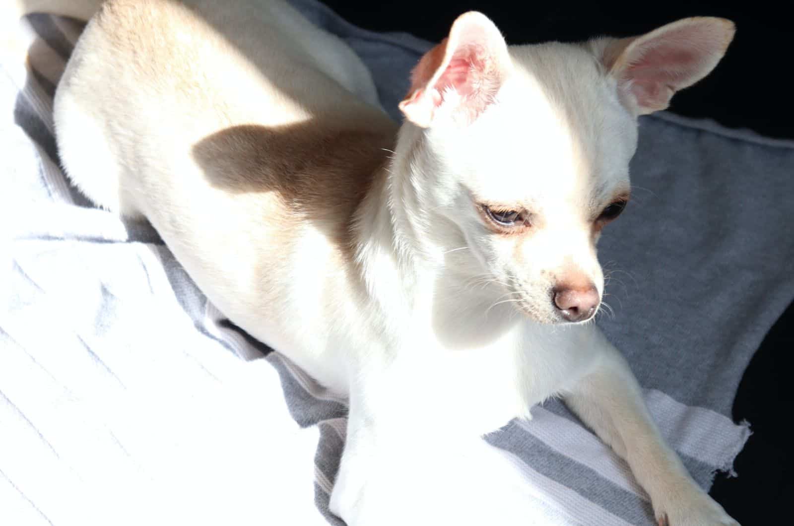 Whippet Chihuahua Mix lying on bed