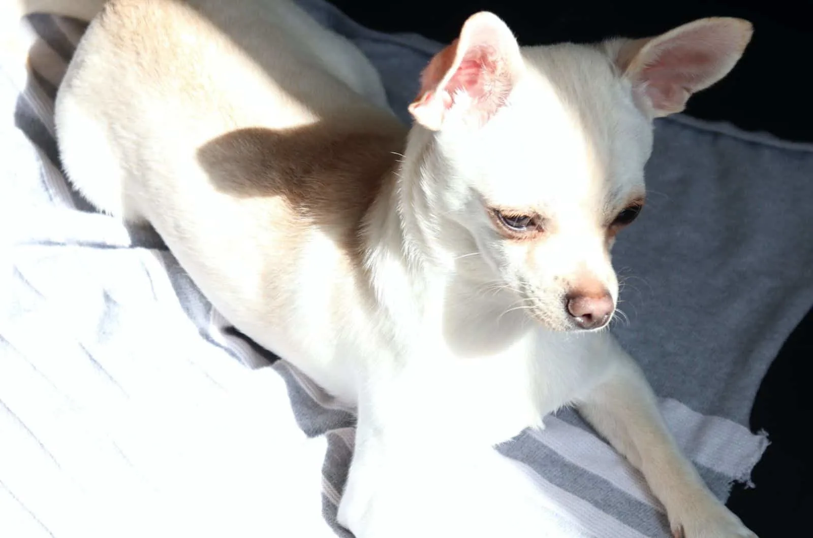 Whippet Chihuahua Mix lying on bed