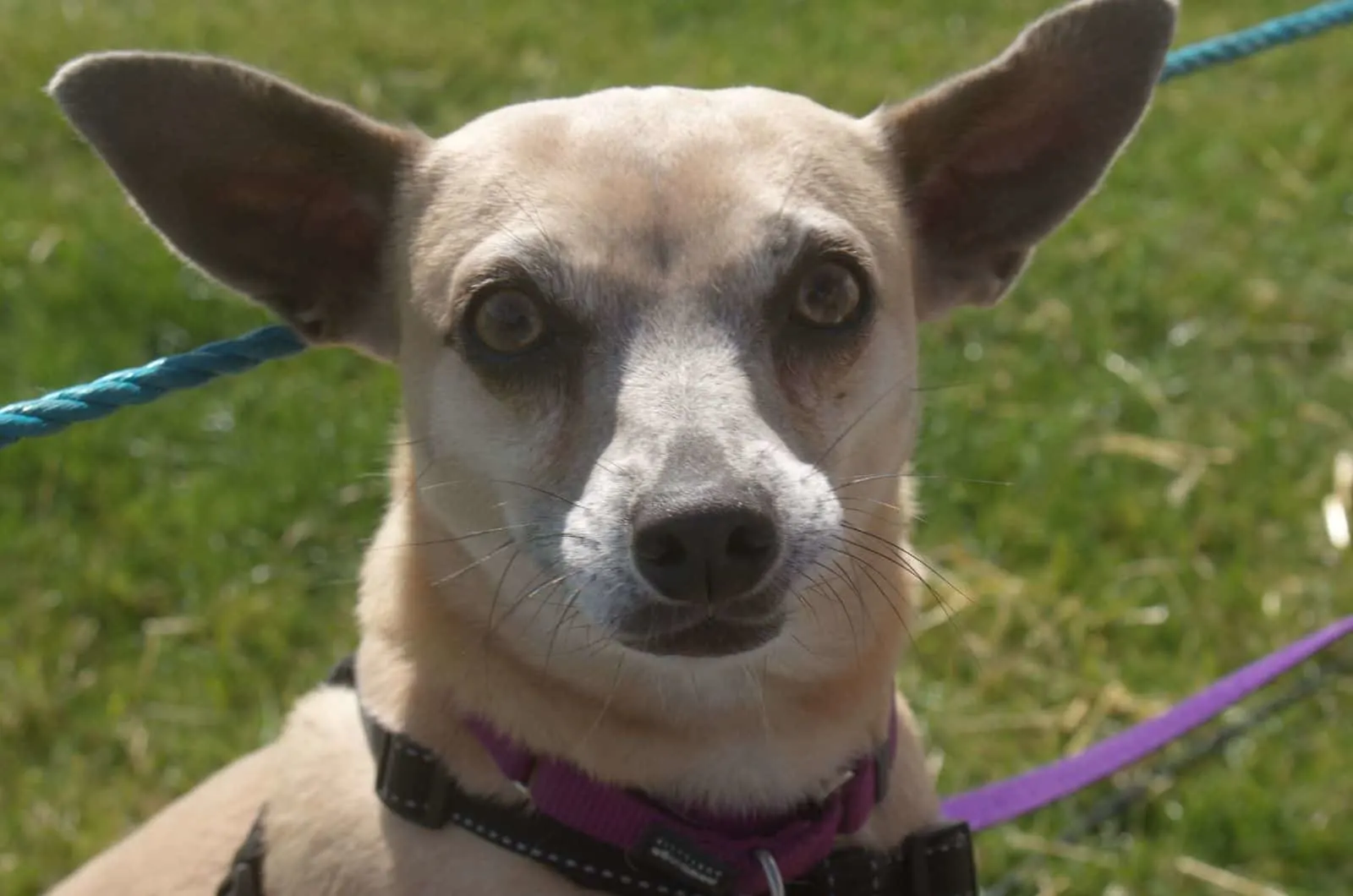 Whippet Chihuahua Mix posing for camera