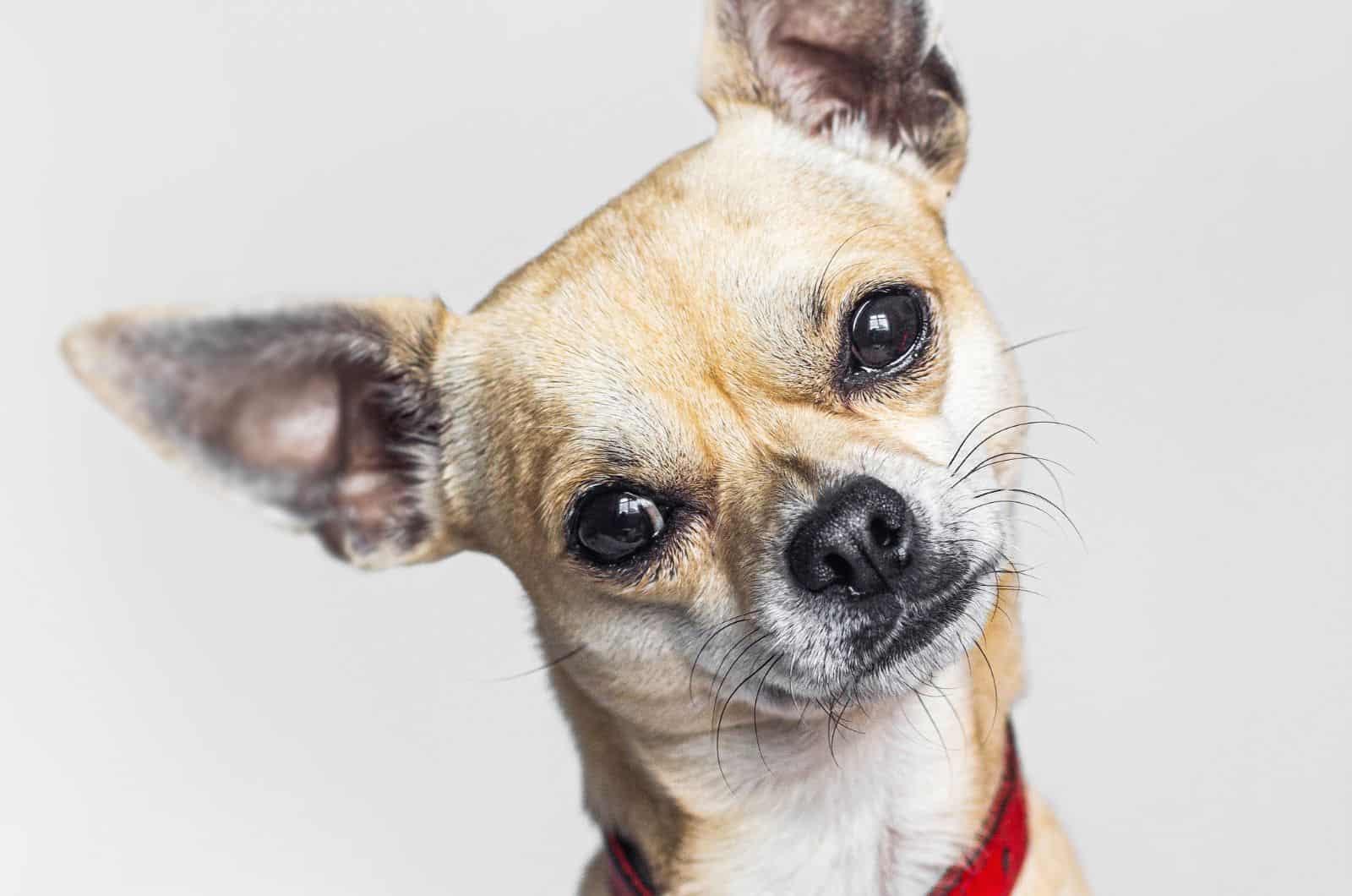 Whippet Chihuahua Mix