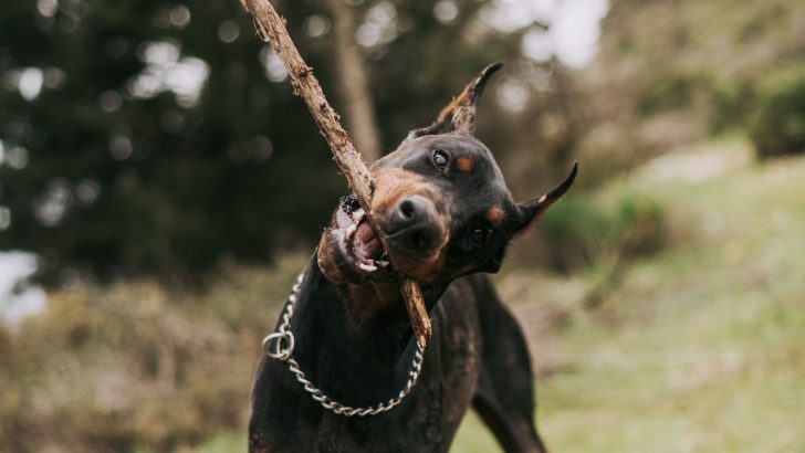Why Do Dogs Like Sticks? 10 Logical Reasons Why