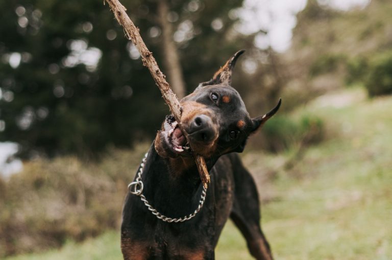 dog with stick looking at camera