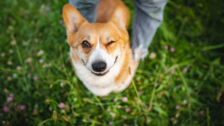 Why Do Dogs Wink? – 7 Possible Reasons