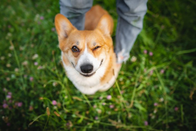 Funny welsh corgi pembroke dog during a walk doing a trick between legs