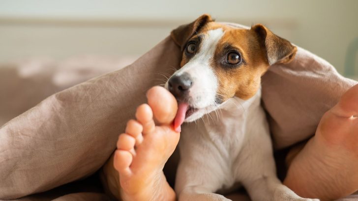 Why Does My Dog Lick My Legs? Attention-grabbing Or Something Else?