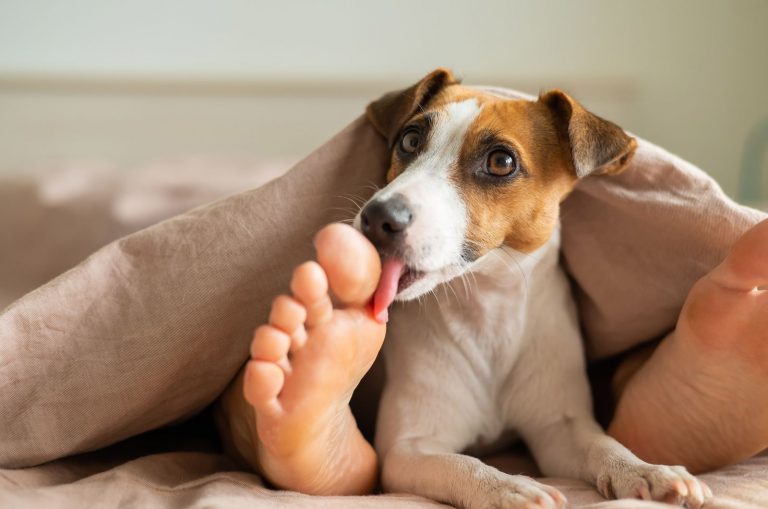 little dog licking owner's feet