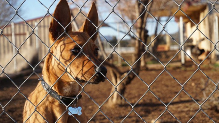 Why Doesn’t My Dog Bark? Error 404 – Dog Not Found
