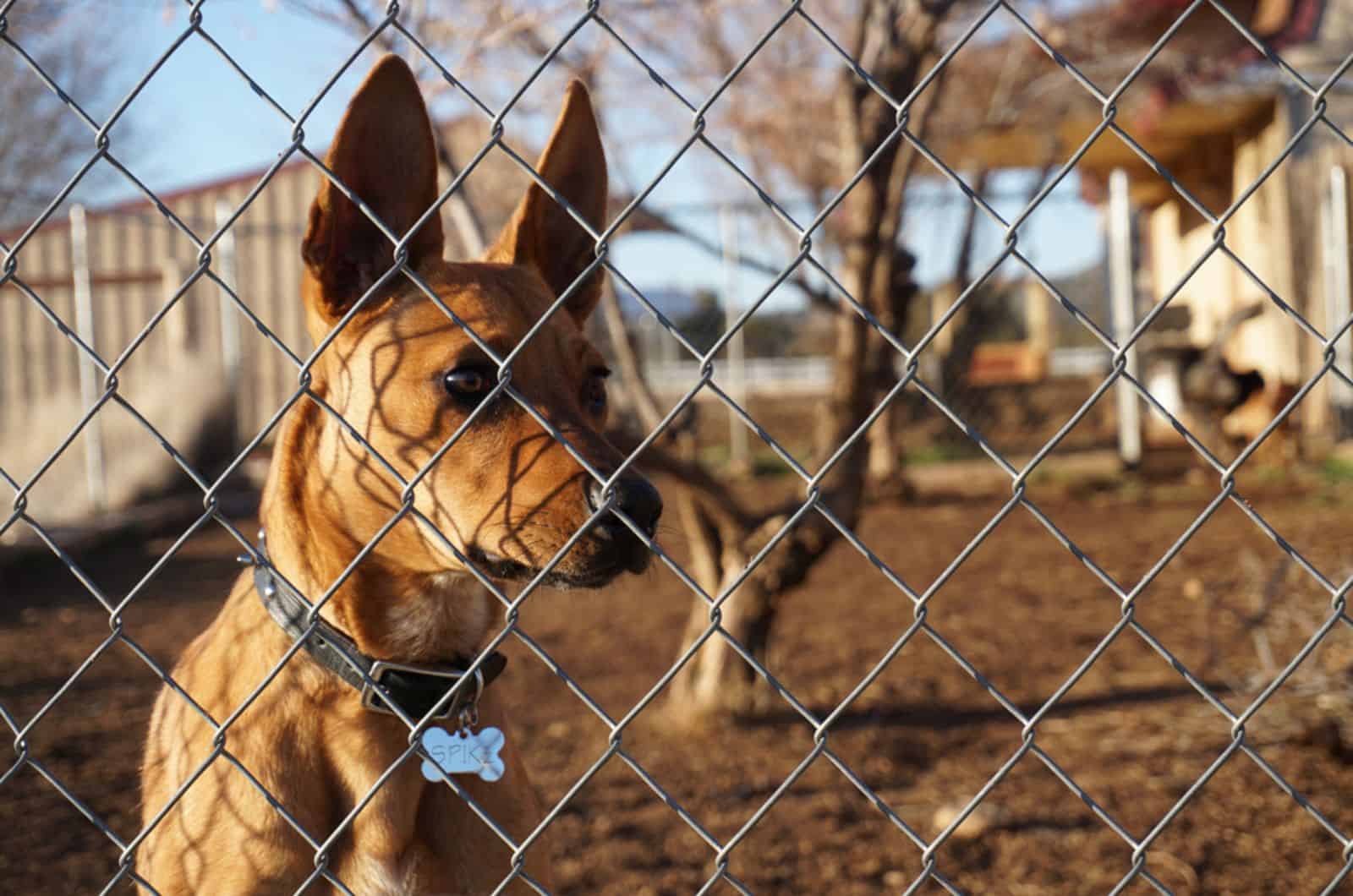 brown dog behind fence