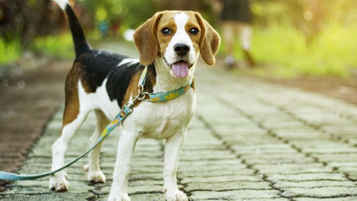 Why Is My Dog Walking Sideways: 11 Possible Reasons