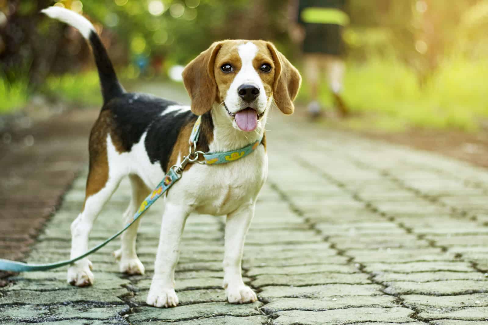 beagle dog on a walk
