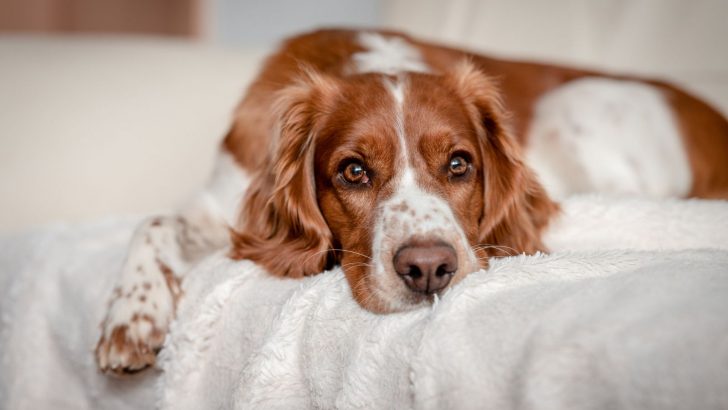 Why Does My Dog Purr? 6 Reasons For This Odd Behavior