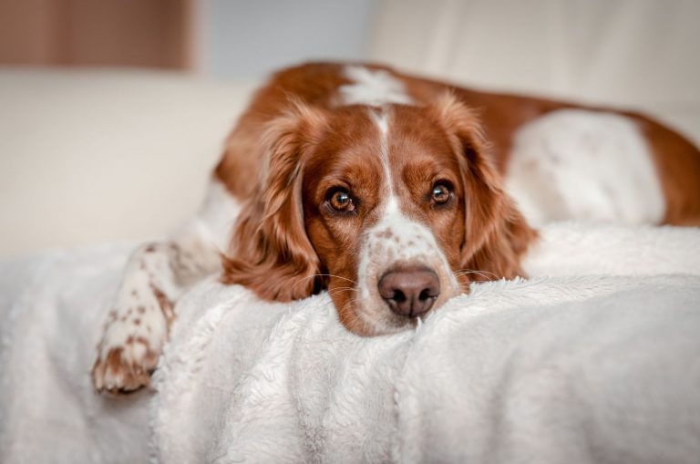 dog laying on his white blanket