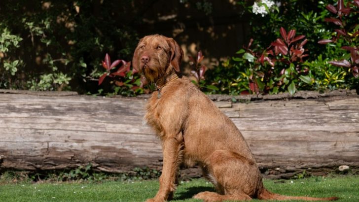 Wirehaired Vizsla Breeders In The U.S.: Get Your Dog From ‘Em