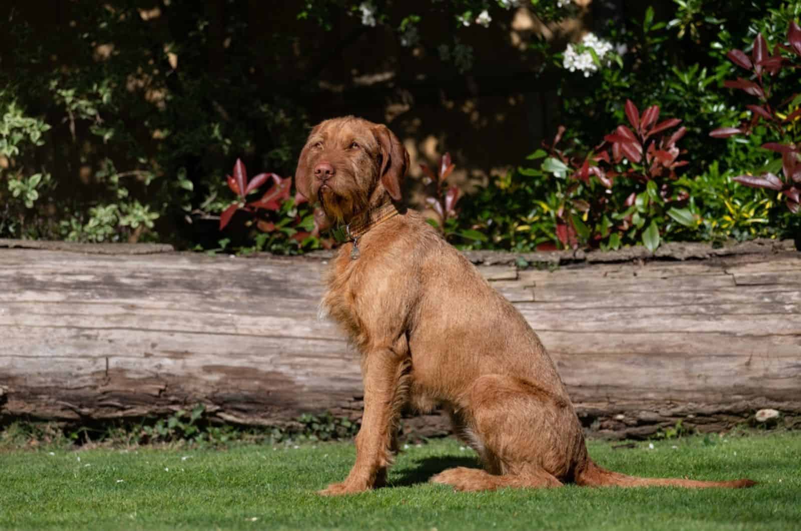 wirehaired vizsla sitting in the yard