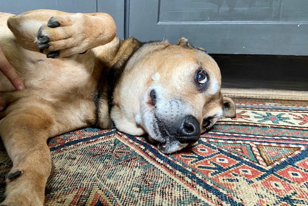 Is Your Dog Rubbing Its Face On The Carpet? — 15 Possible Reasons
