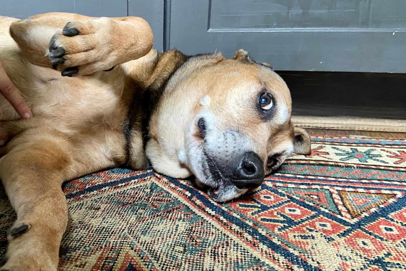 a beautiful dog cuddles on the carpet