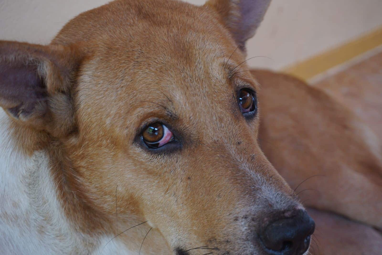 a beautiful dog has red eyes