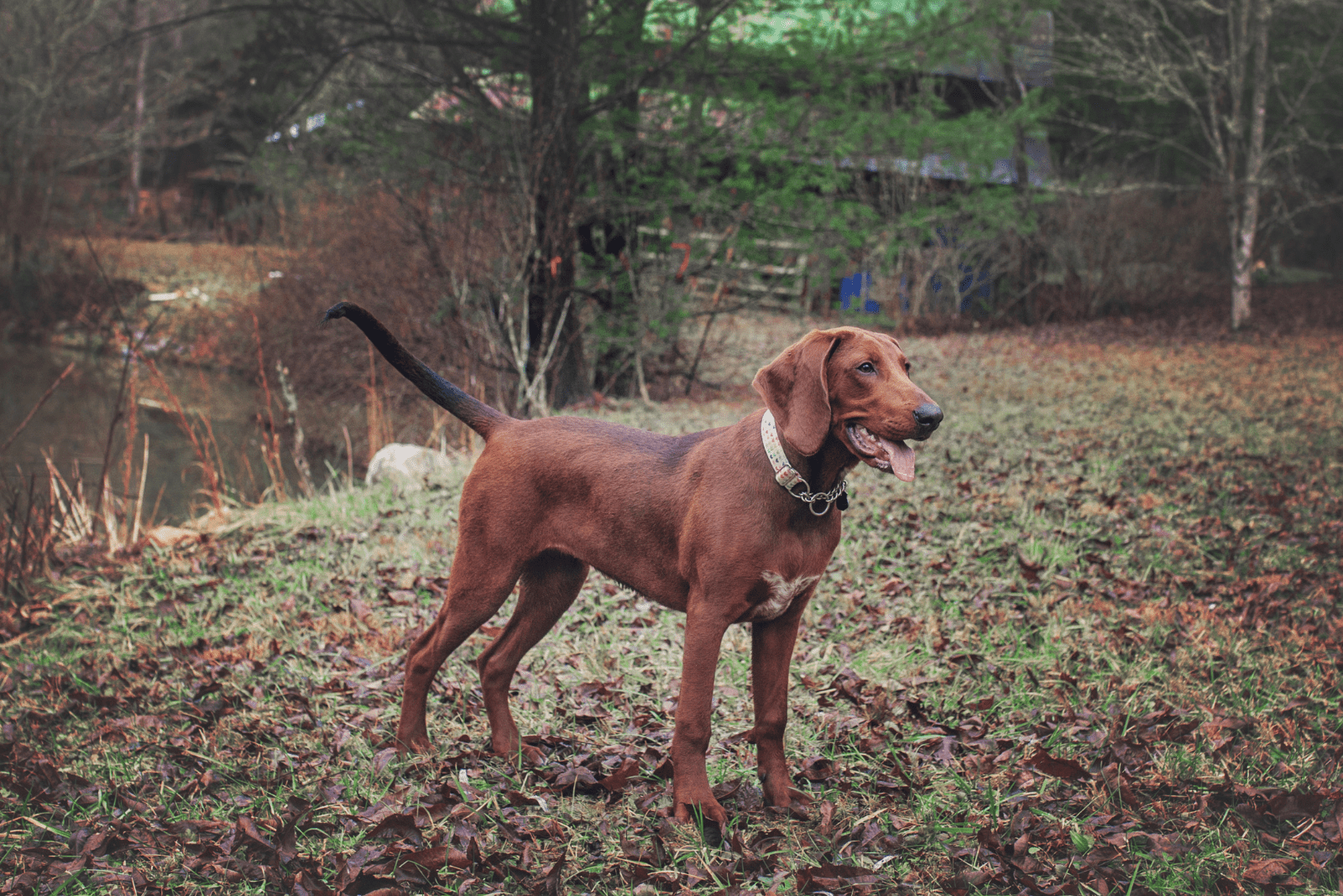 a brown coonhound standing in a field