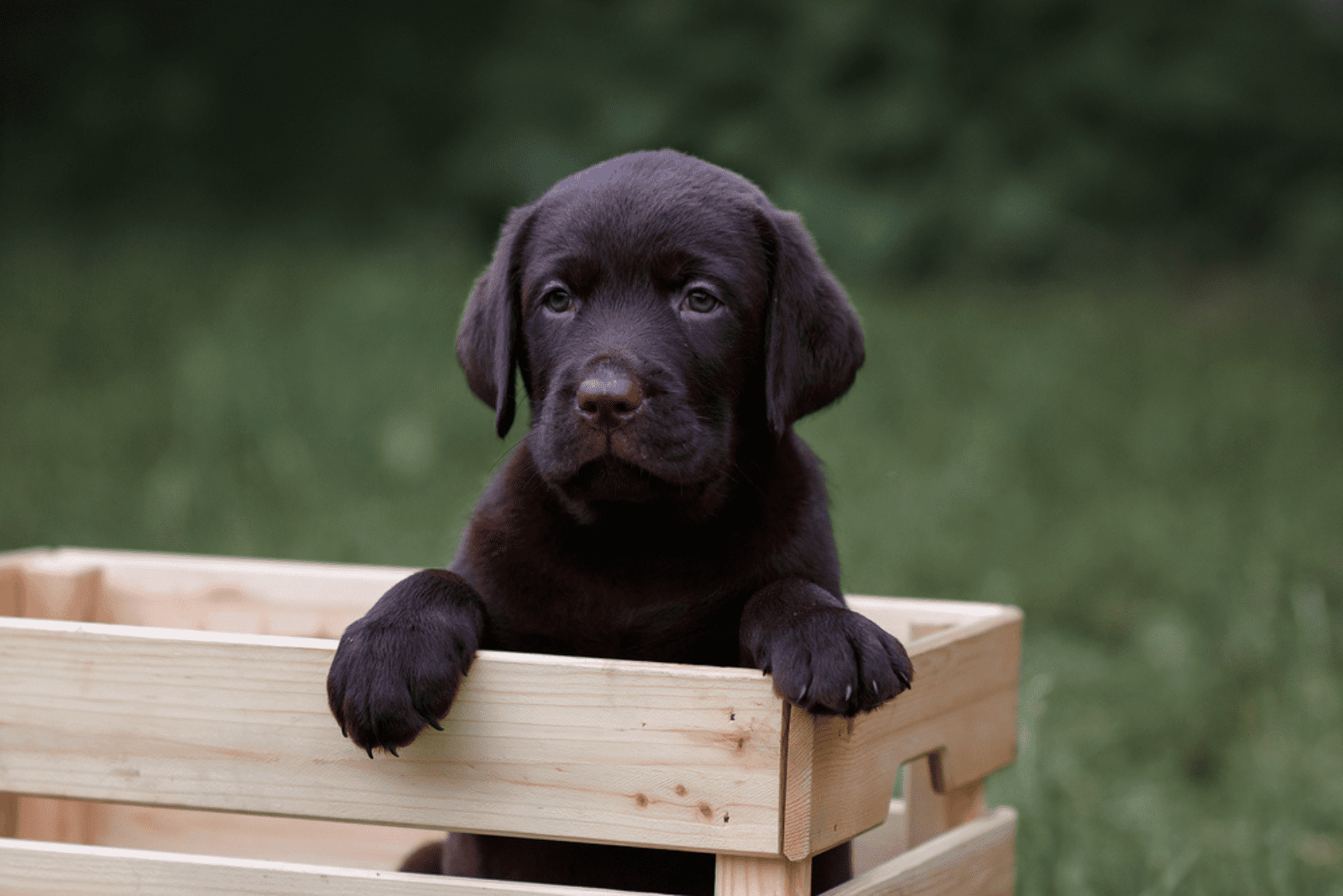 a chocolate labrador peeks out of the box