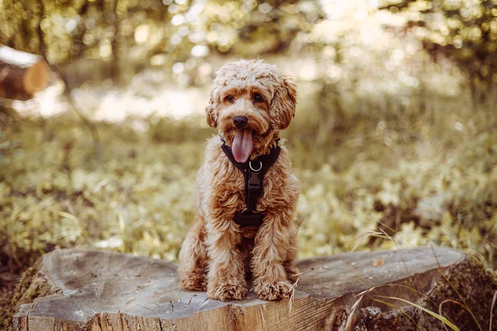 a cute Cavapoo is standing in a tree