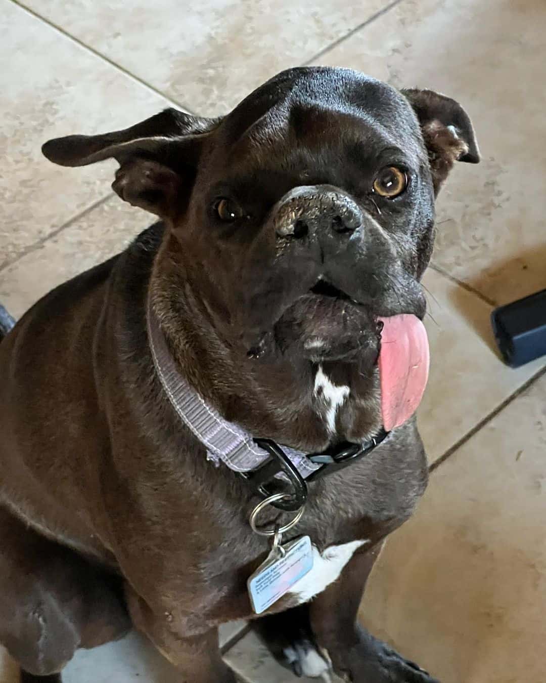 a dog that has the plague sits with its tongue out