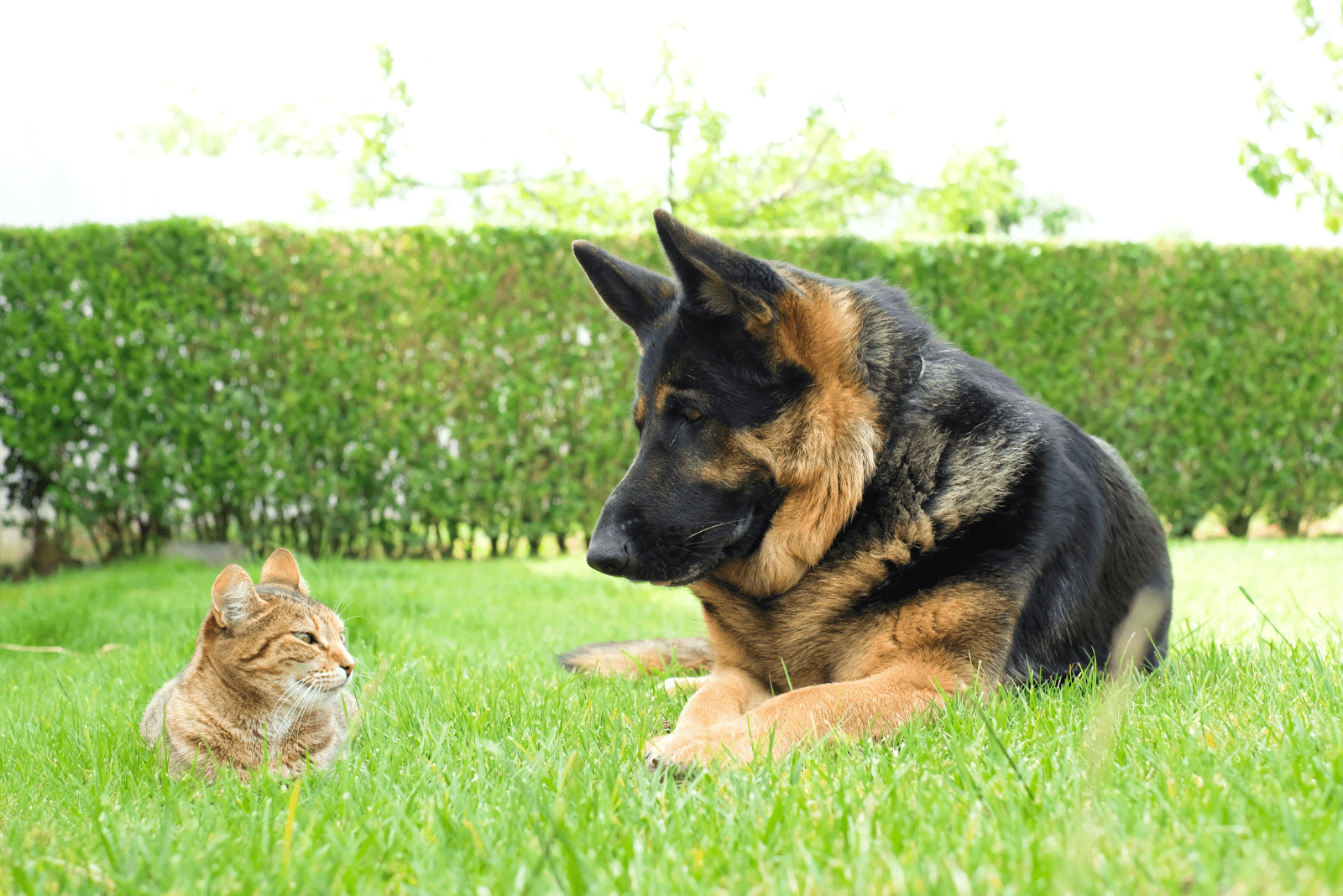 a german shepherd is lying on the grass next to a cat